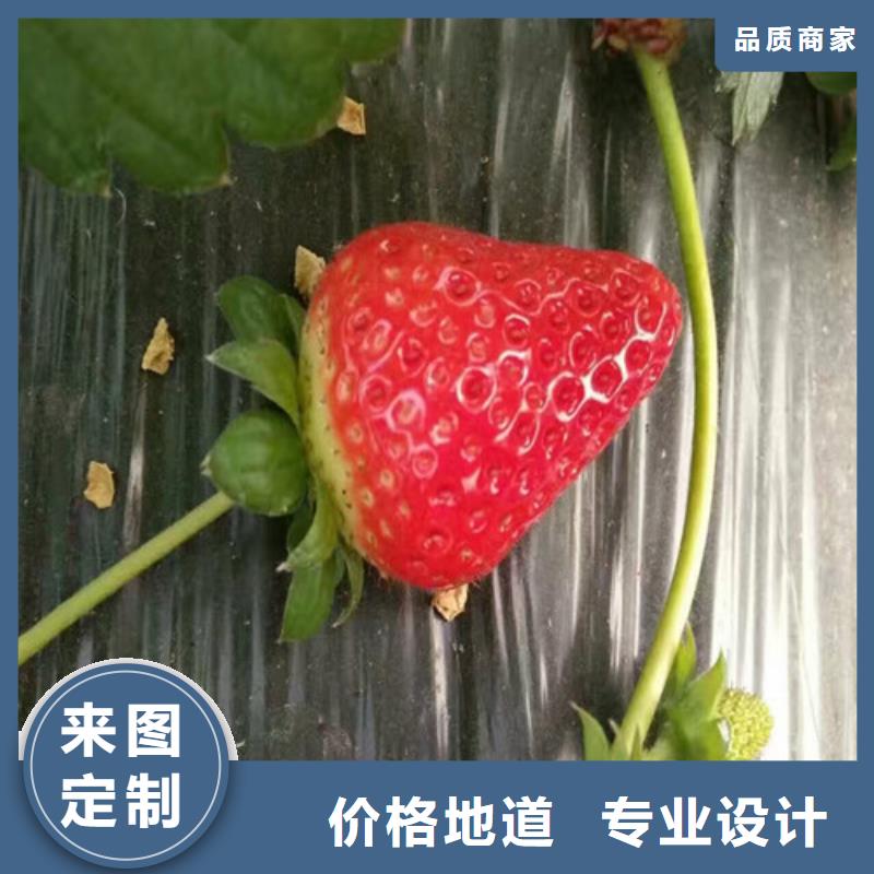 草莓苗_紅油香椿樹苗有口皆碑
