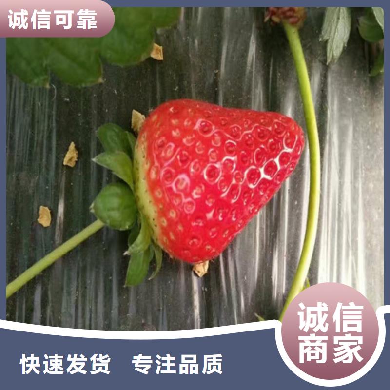 草莓苗 蜂糖李子树苗好货有保障