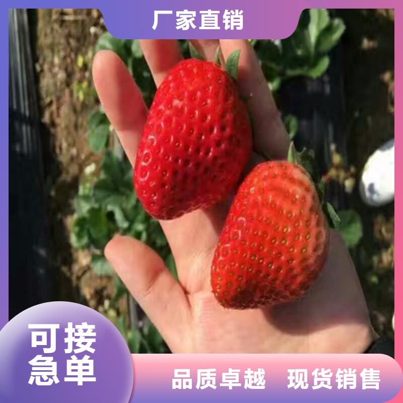 草莓苗-梨树苗基地实体厂家支持定制