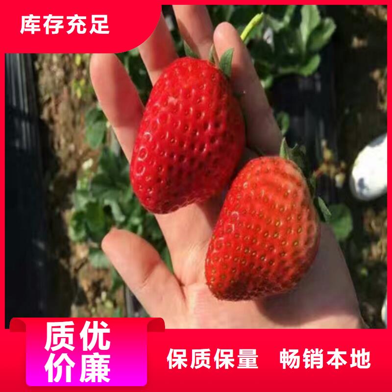 草莓苗 葡萄苗精心打造