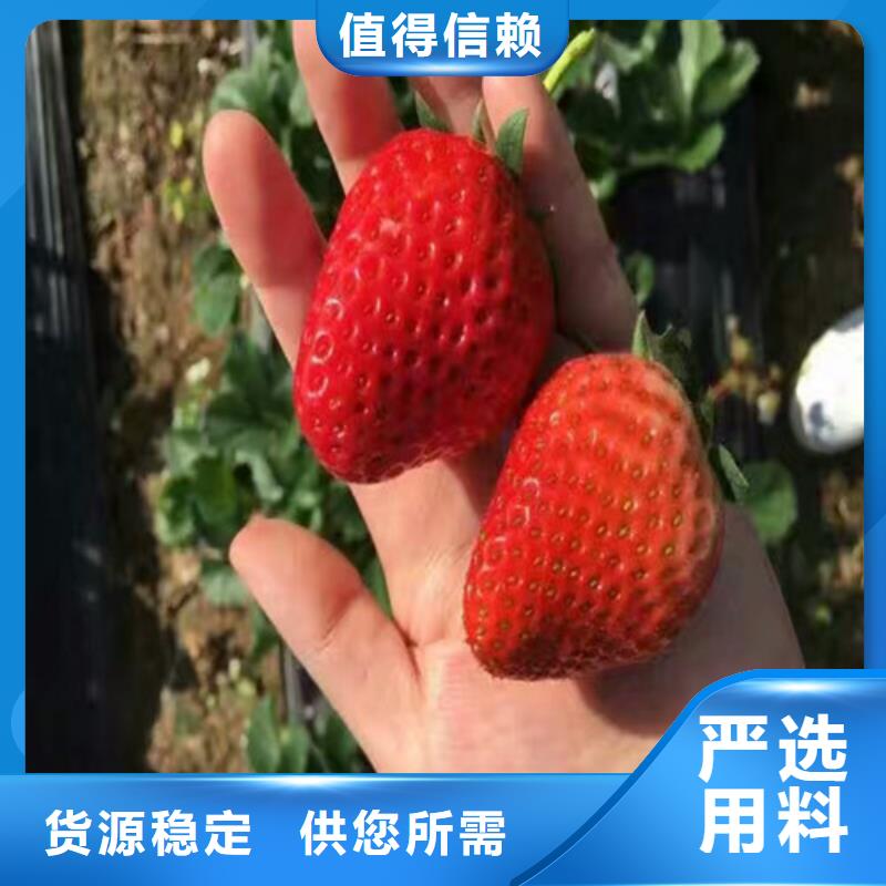 草莓苗黄桃树苗行业优选