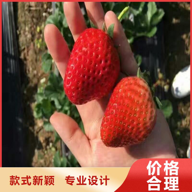草莓苗黃桃樹苗物流配貨上門