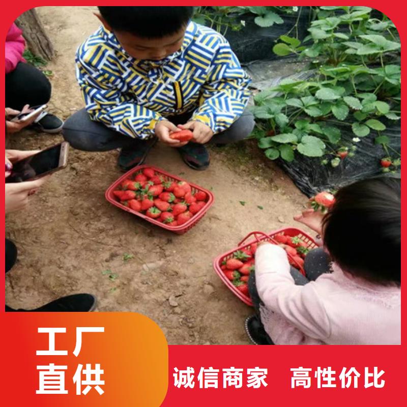 草莓苗_香梨樹苗大品牌值得信賴