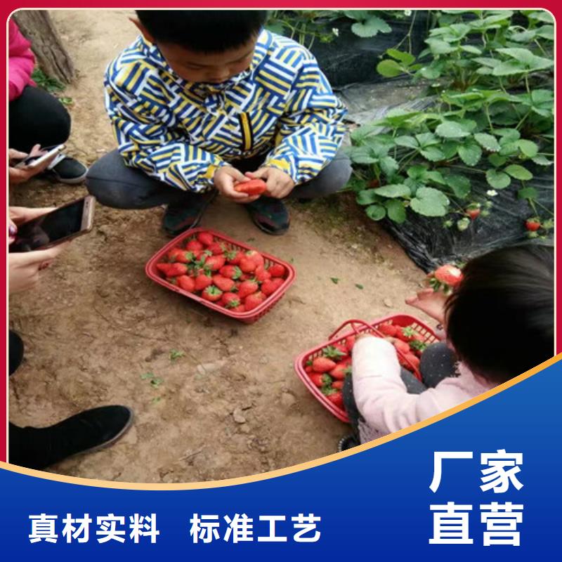 草莓苗_大棚草莓苗按需定制