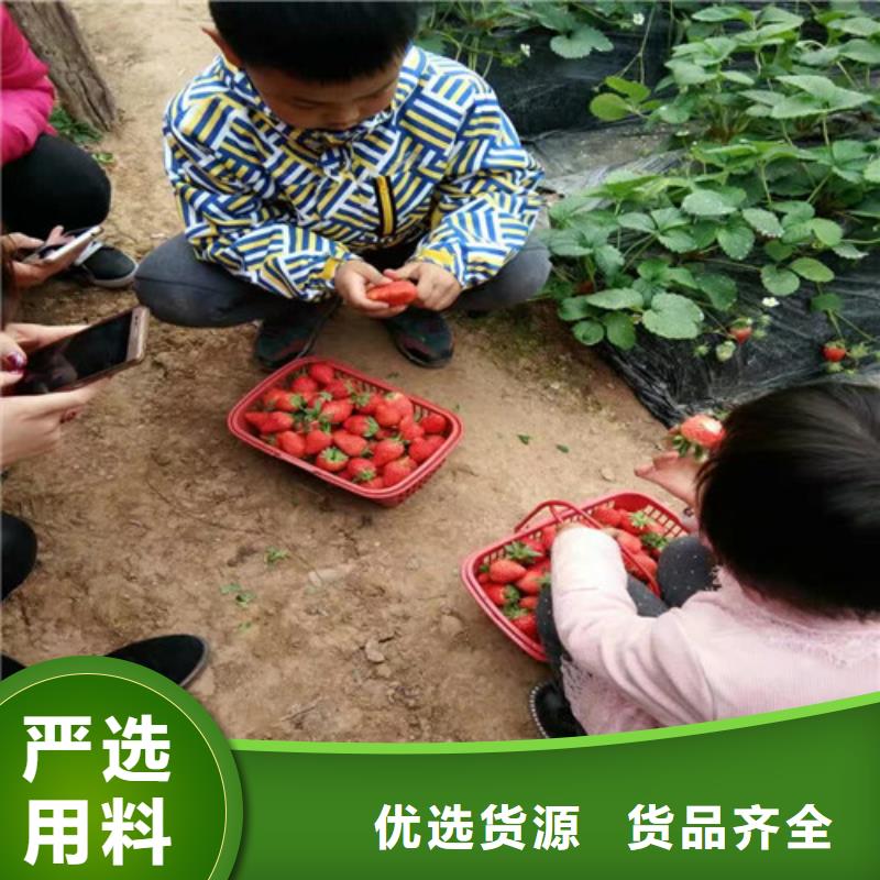 草莓苗-無花果樹苗老品牌廠家