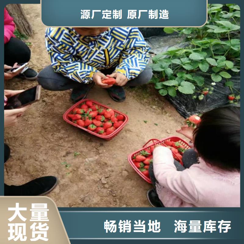 草莓苗樱桃苗敢与同行比服务