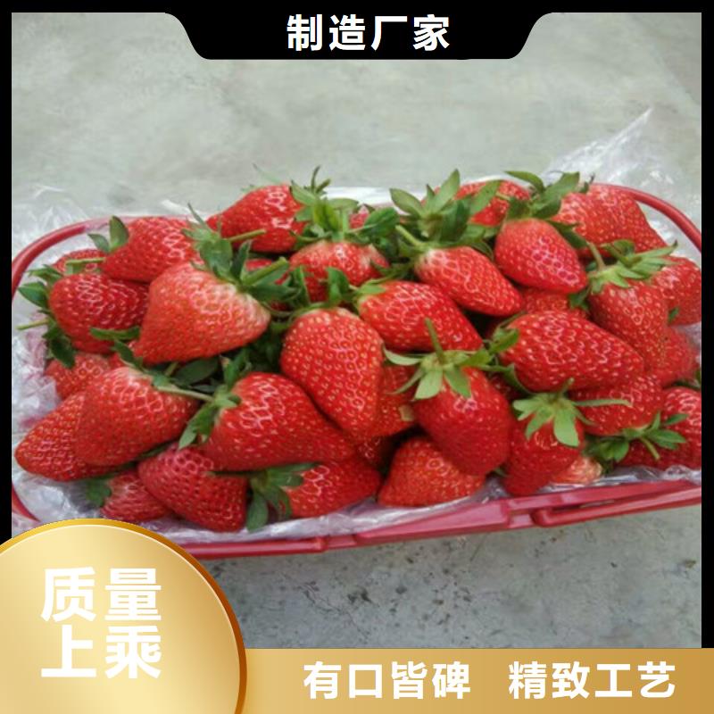 草莓苗陽光玫瑰葡萄樹苗匠心制造