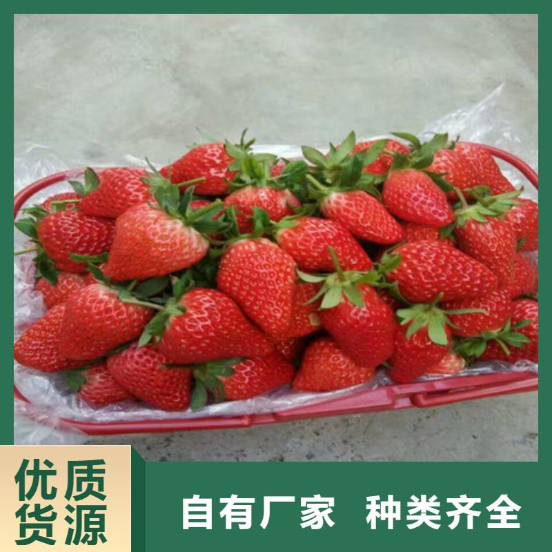草莓苗草莓廠家直銷售后完善