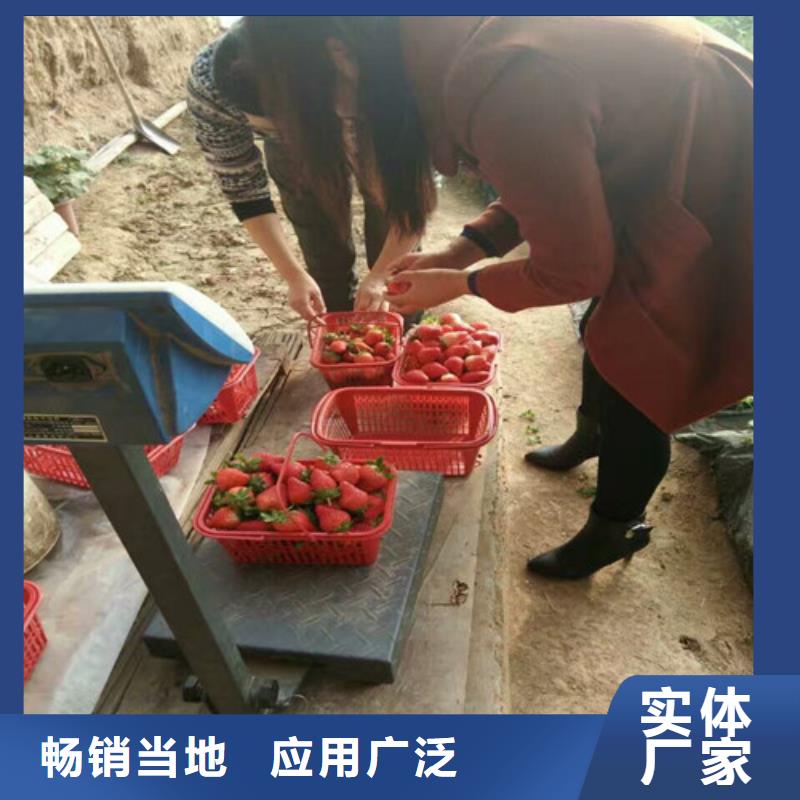 草莓苗天仙醉草莓苗满足多种行业需求