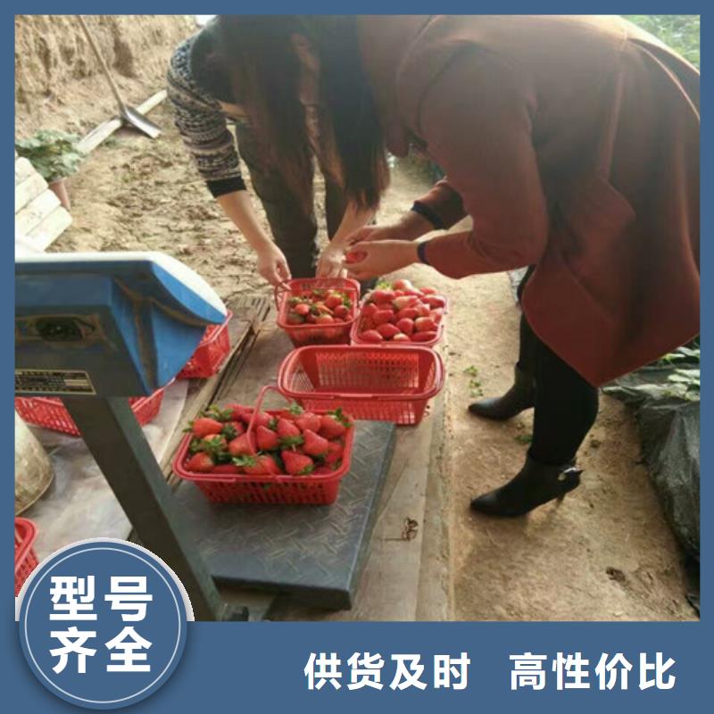 草莓苗桃树苗批发商