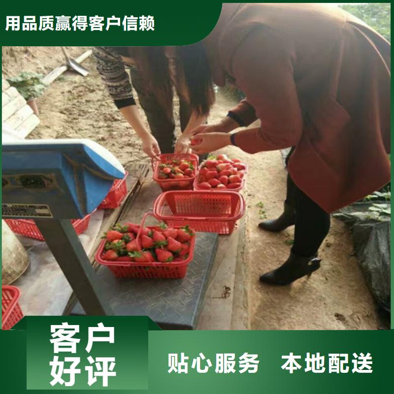 草莓苗 花椒樹苗批發(fā)價(jià)格