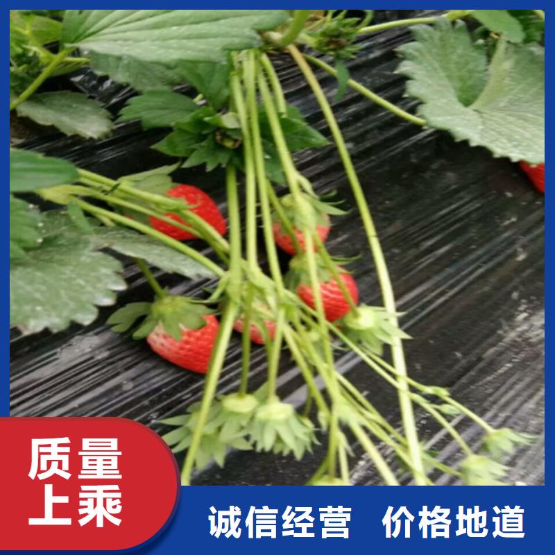 草莓苗-桃樹苗基地現(xiàn)貨交易
