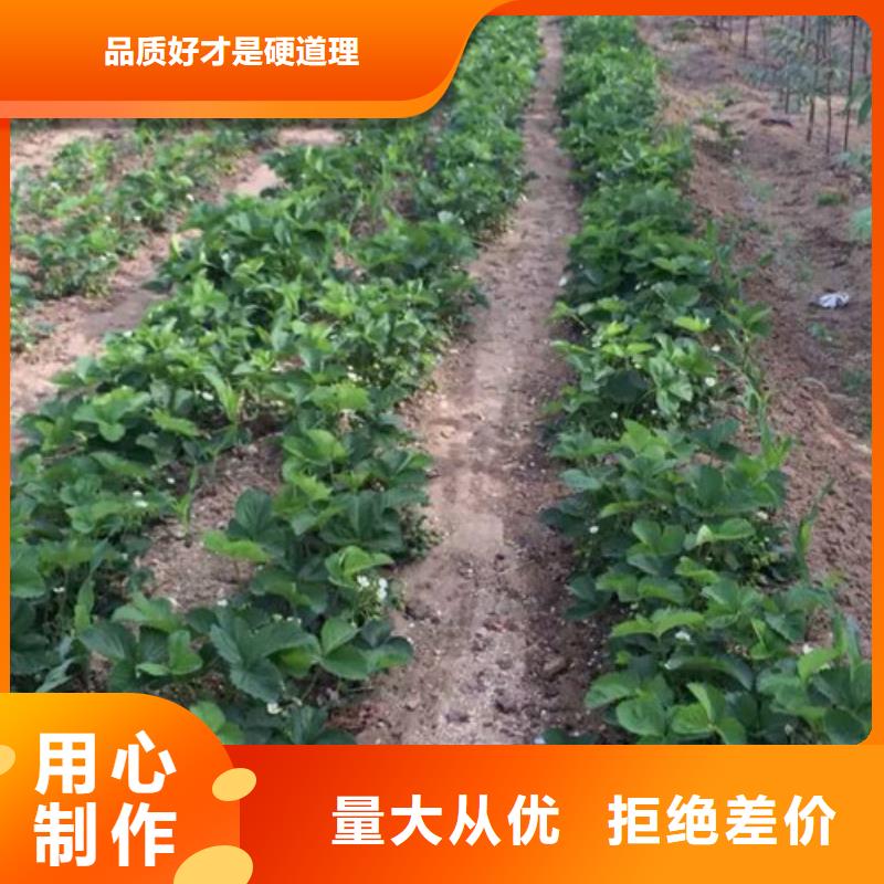 草莓苗【柱狀梨樹(shù)苗】產(chǎn)品細(xì)節(jié)參數(shù)