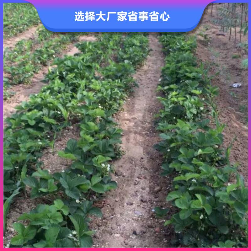 草莓苗桃樹苗應(yīng)用范圍廣泛