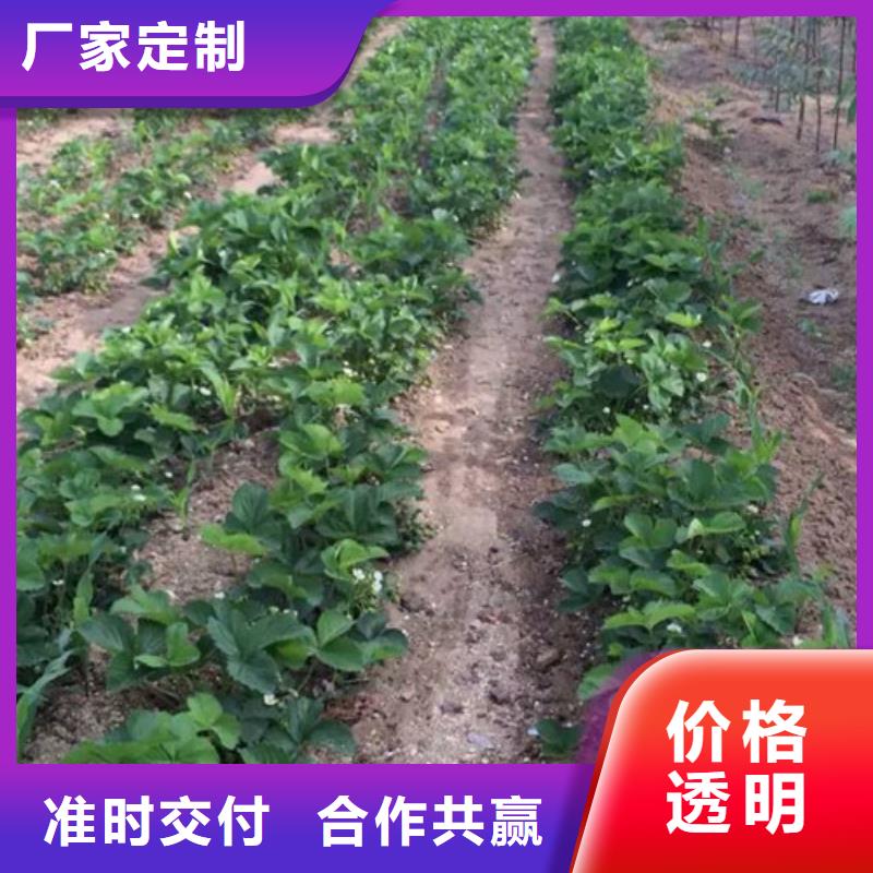 草莓苗珍珠枣油桃树苗打造好品质