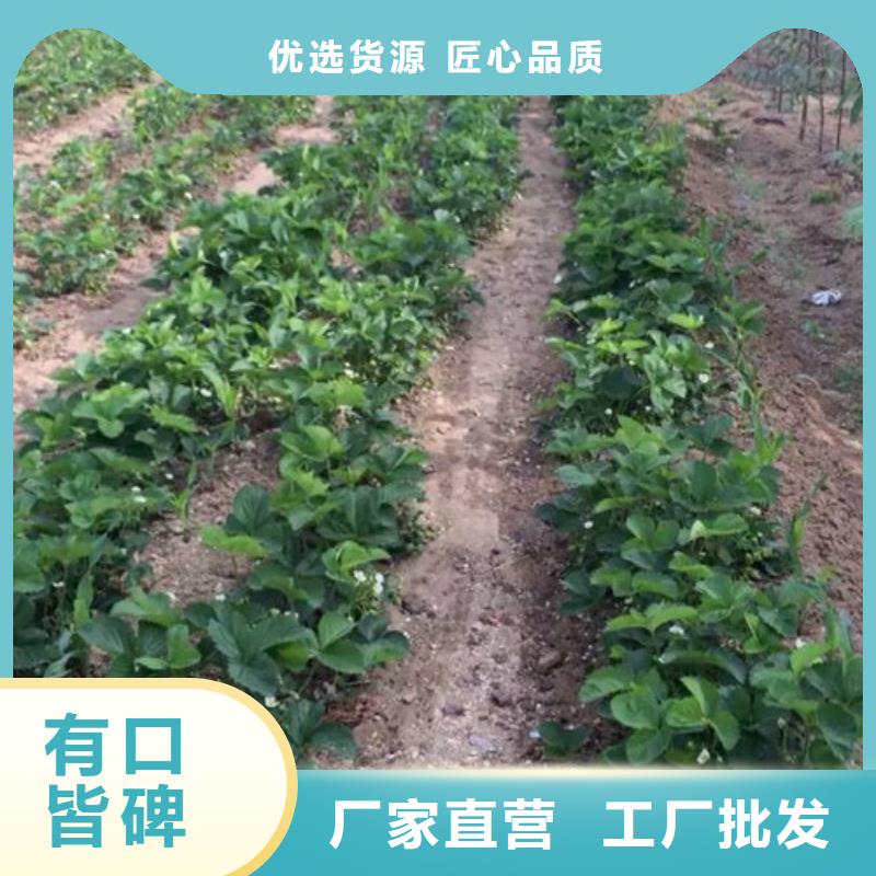 草莓苗 果樹苗批發(fā)基地用心制作