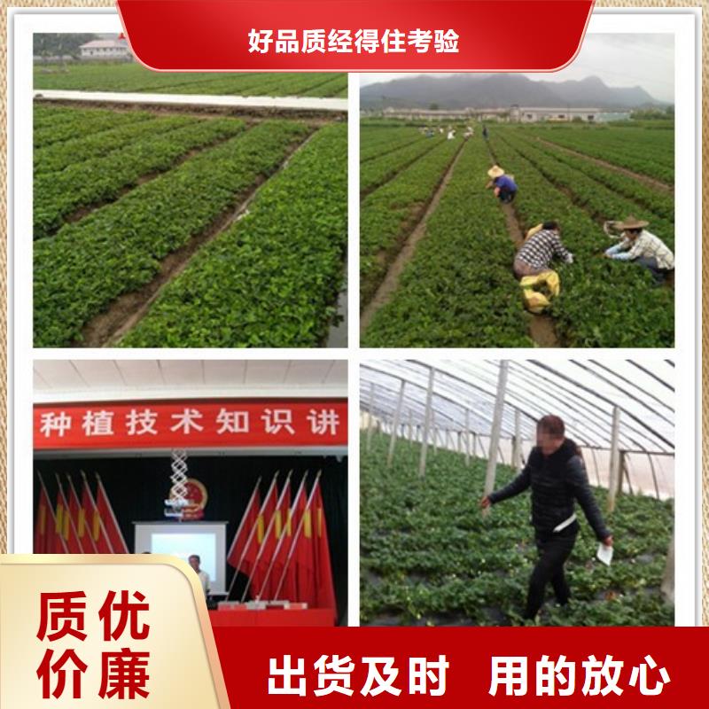 草莓苗黃寶石梨樹苗真實拍攝品質可靠