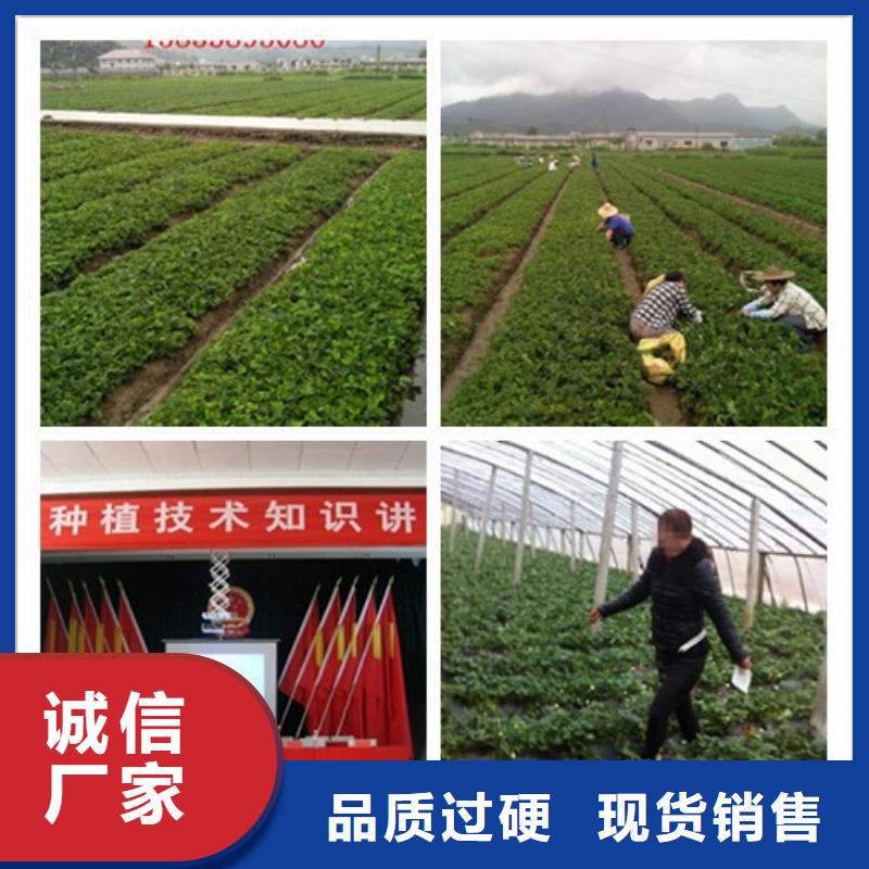 草莓苗桃树苗批发商