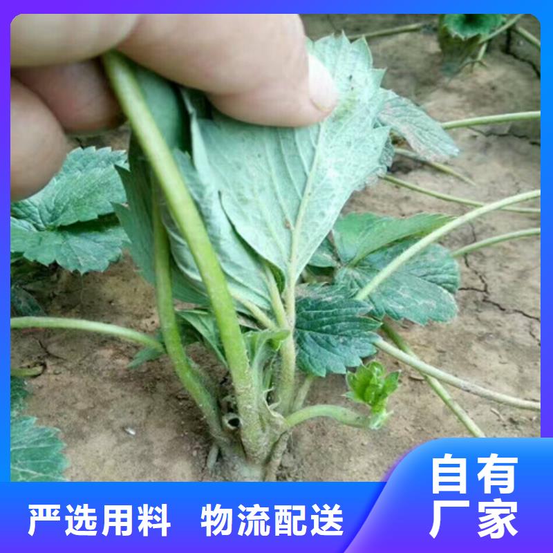 草莓苗-白桃树苗值得信赖