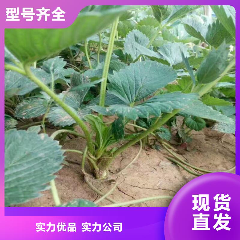 草莓苗莫妮卡西梅树苗免费询价