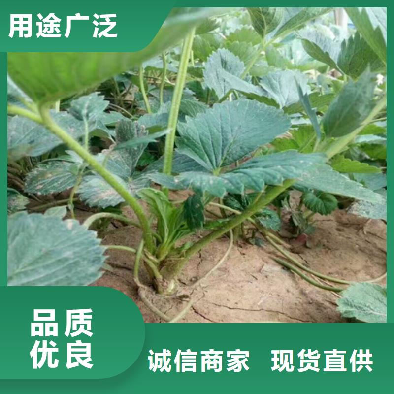 草莓苗 阳光玫瑰葡萄树苗自有生产工厂