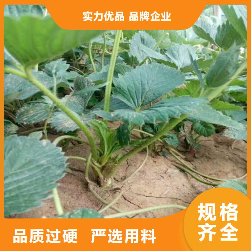 草莓苗黄金苹果树苗实力优品