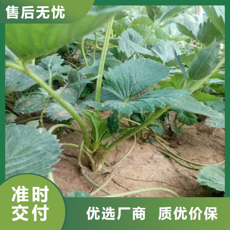 草莓苗黄桃树苗行业优选