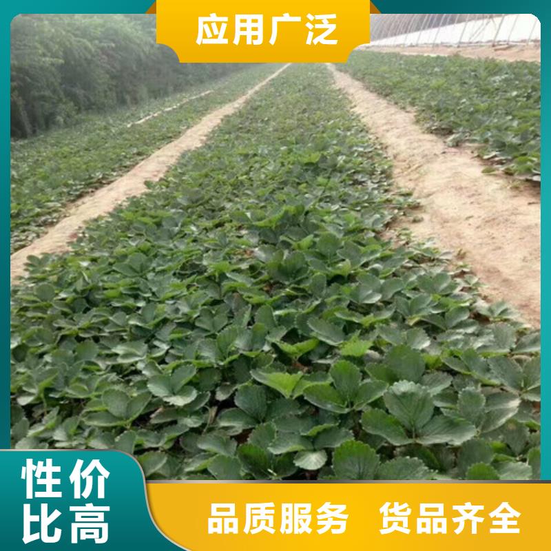 草莓苗果树苗厂家