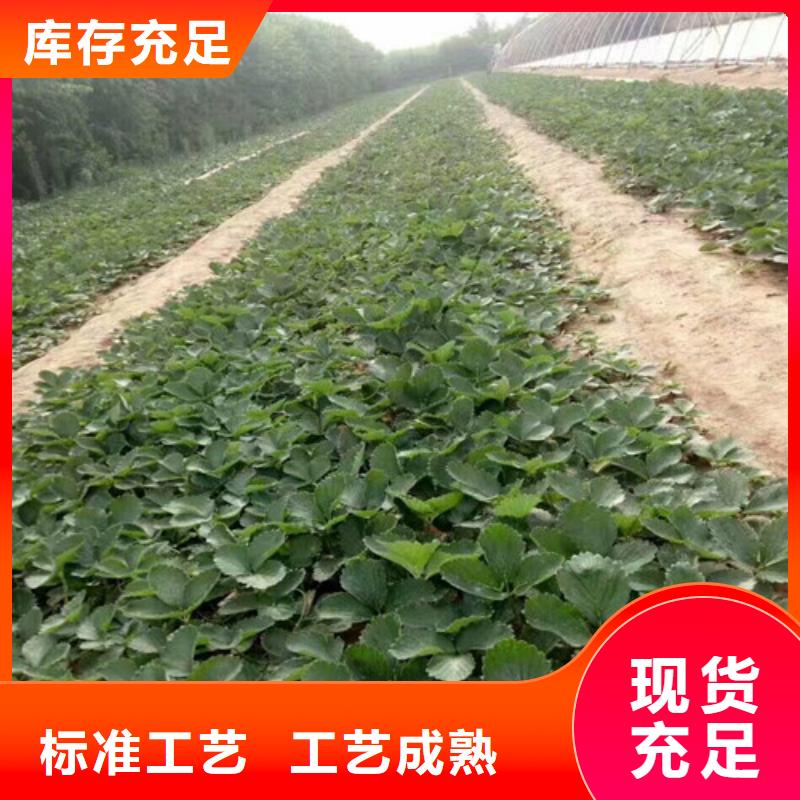 草莓苗 果樹苗批發(fā)基地廠家技術(shù)完善