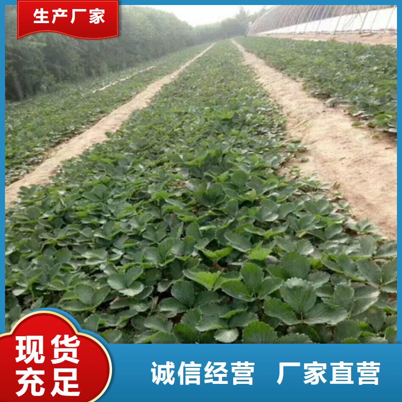 草莓苗果树苗N年大品牌