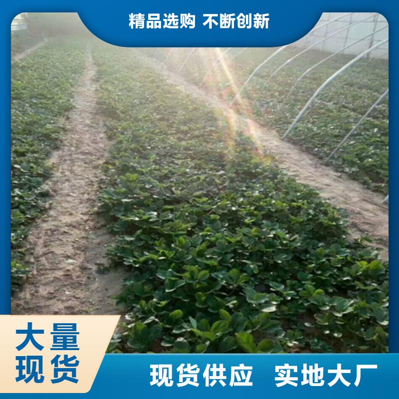 草莓苗藍寶石葡萄苗多種規(guī)格可選