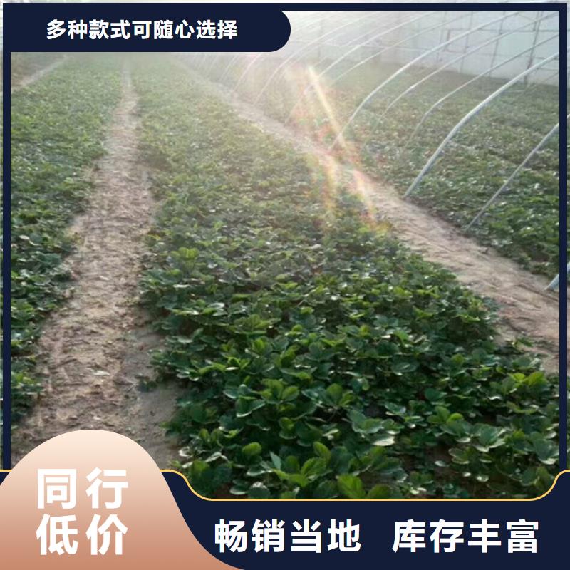 草莓苗-果樹(shù)苗甄選好物
