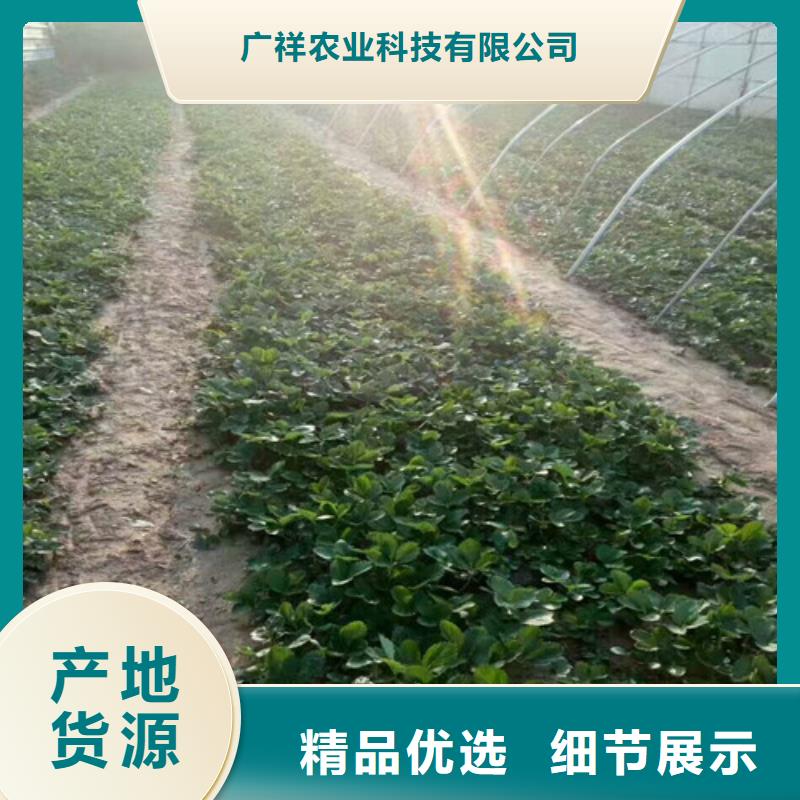 草莓苗黄桃树苗行业优选