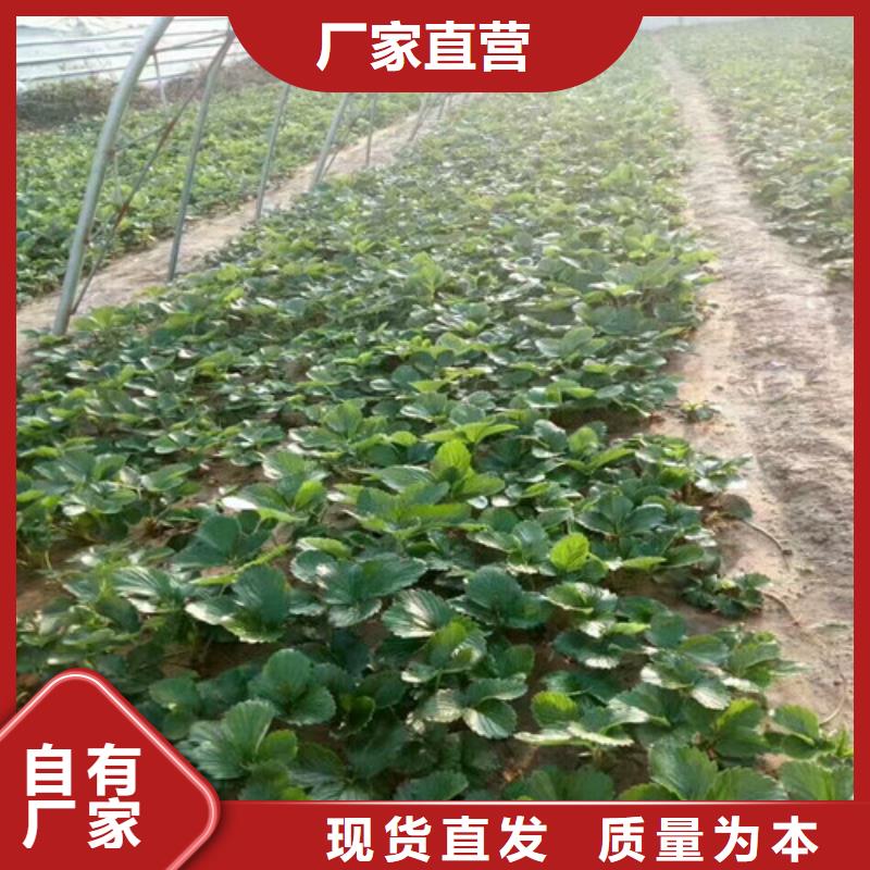 草莓苗-大棚草莓苗源头把关放心选购