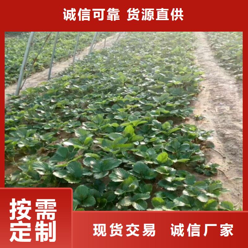 草莓苗珍珠棗油桃樹苗打造好品質(zhì)