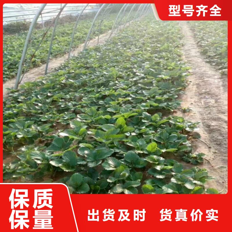 草莓苗天仙醉草莓苗满足多种行业需求