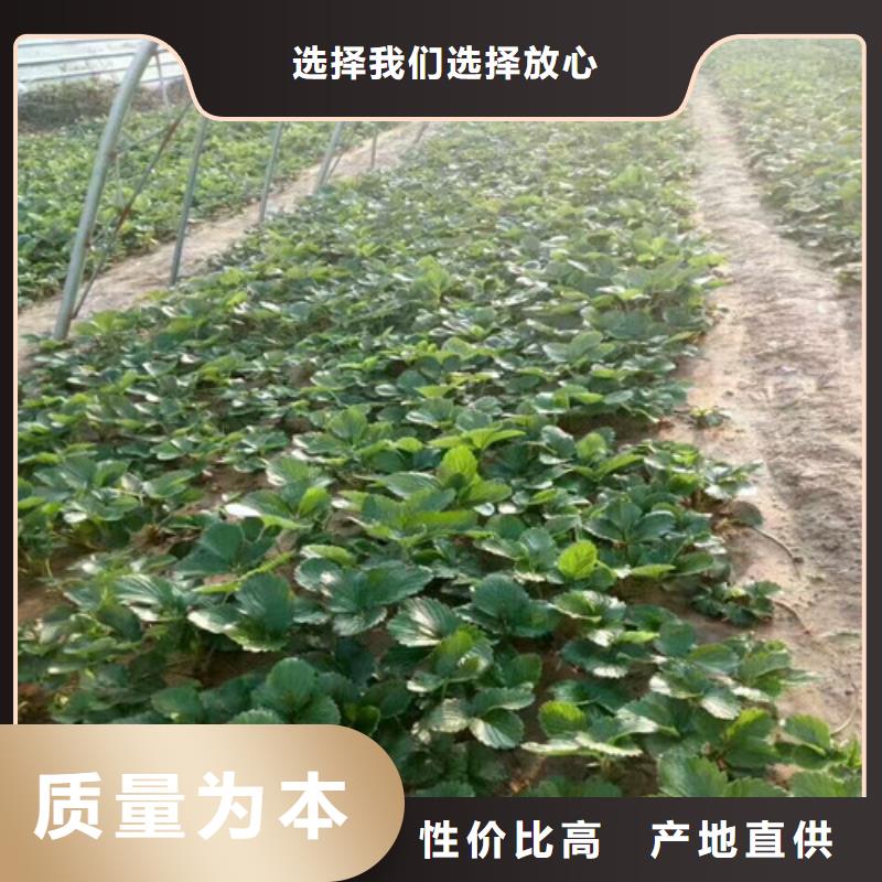草莓苗-桃树苗基地多种款式可随心选择