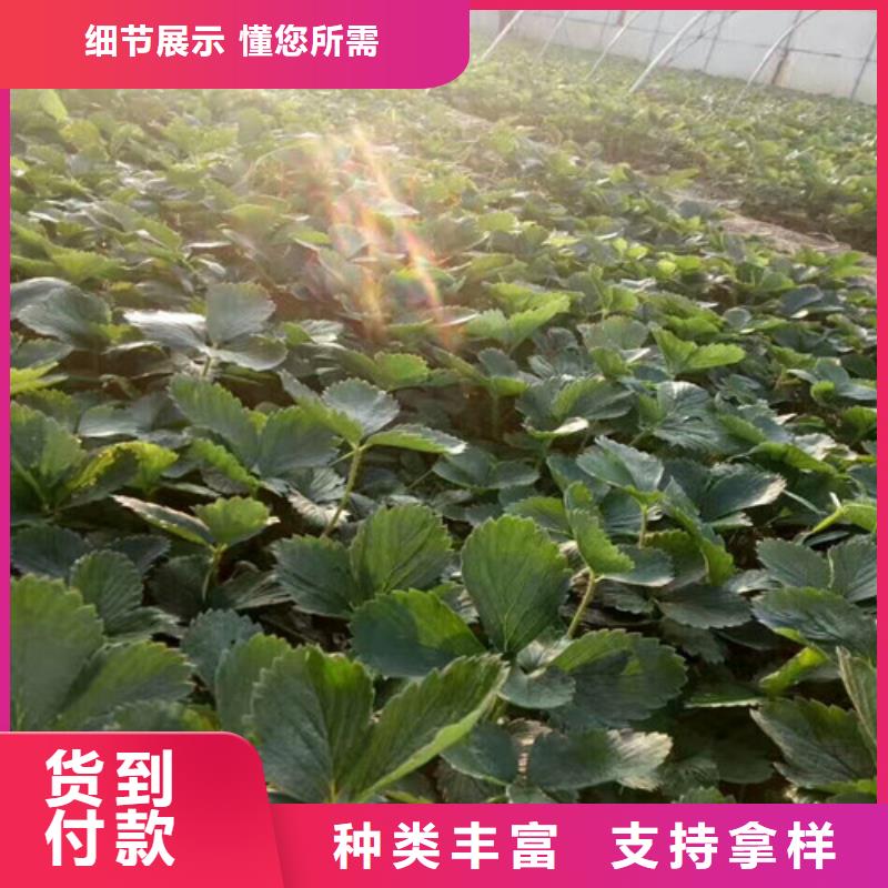 草莓苗蟠棗樹苗支持大小批量采購