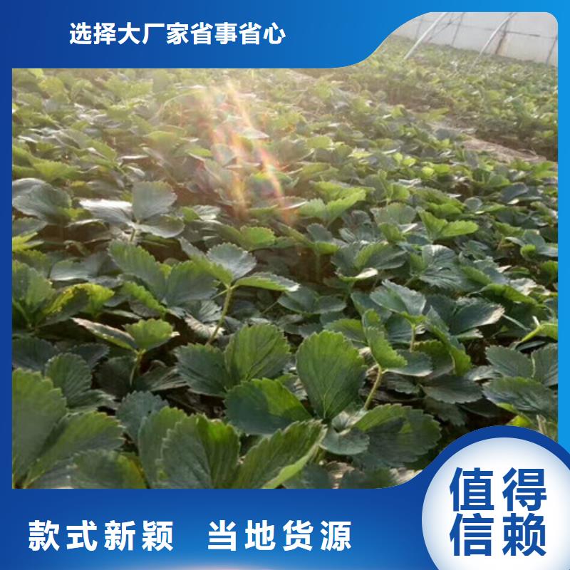 草莓苗【桃樹苗】精益求精