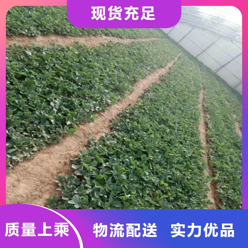 草莓苗,桃树苗厂家定制