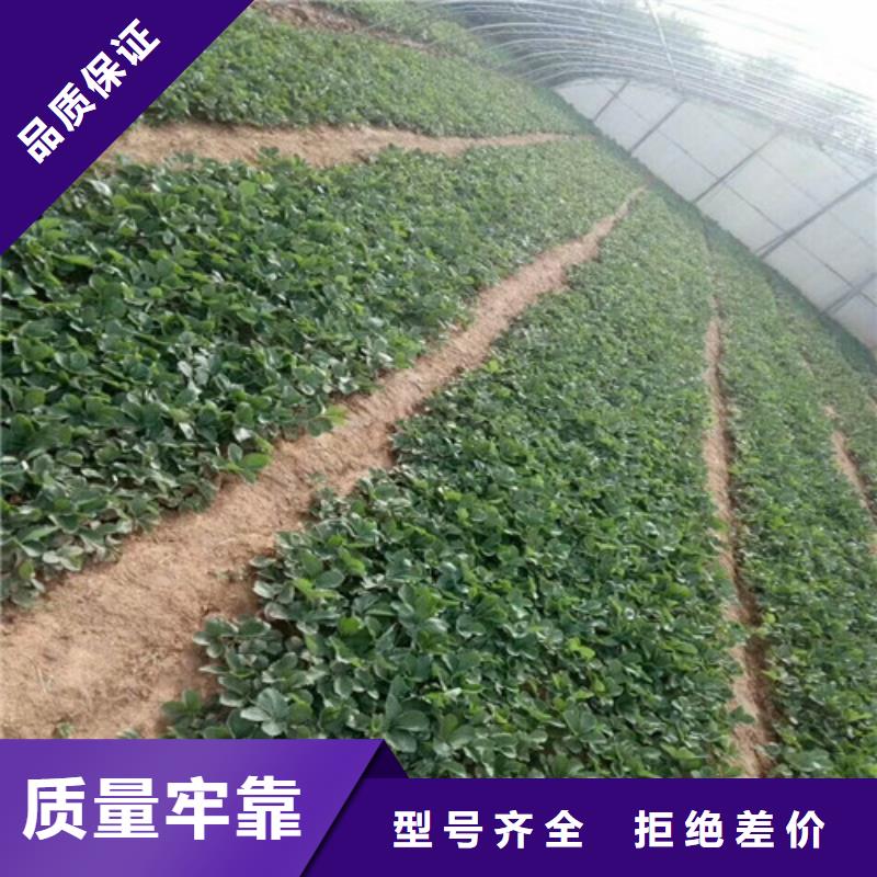 草莓苗-天仙醉草莓苗從廠家買售后有保障