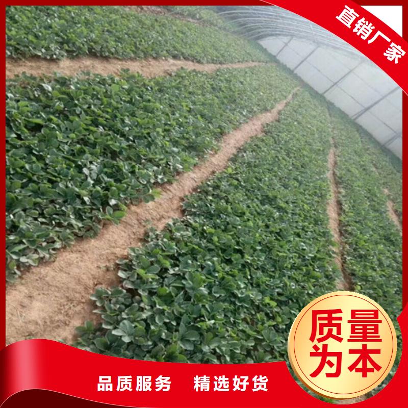 草莓苗白桃樹苗廠家直銷直供