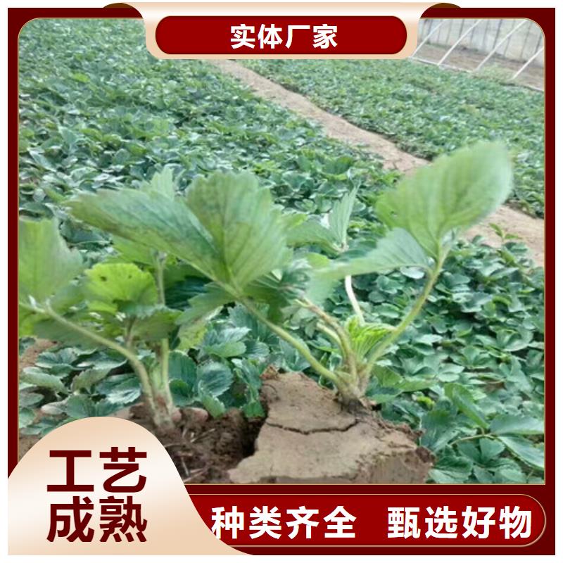 草莓苗蘋果苗顏色尺寸款式定制