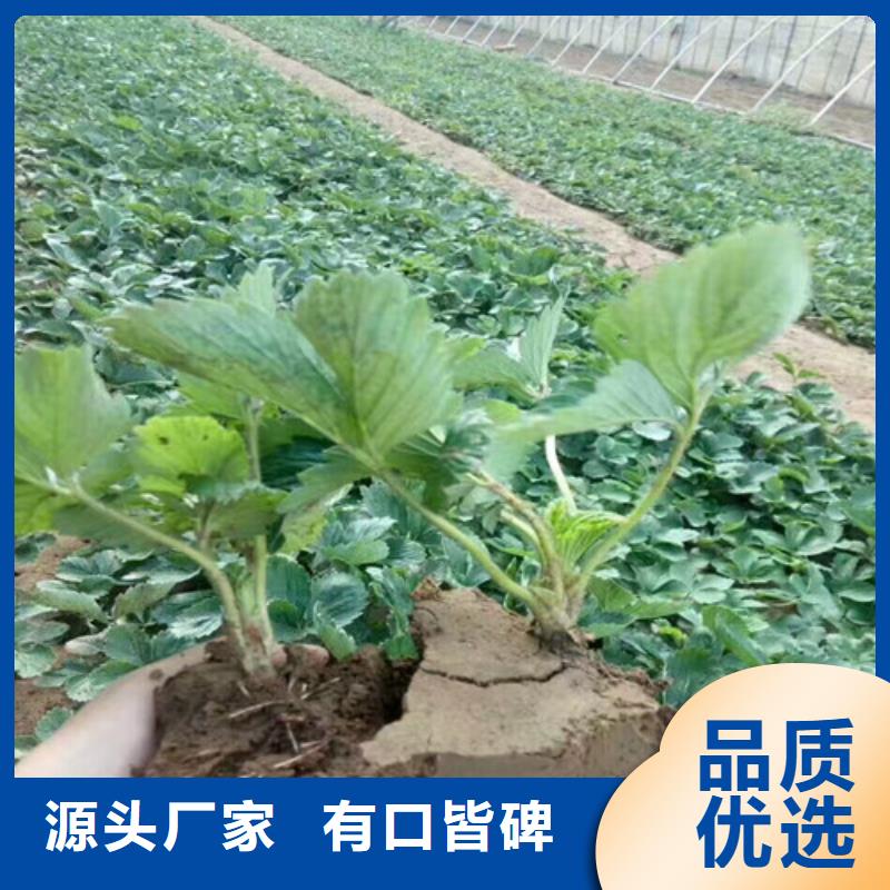 草莓苗阳光玫瑰葡萄树苗匠心制造
