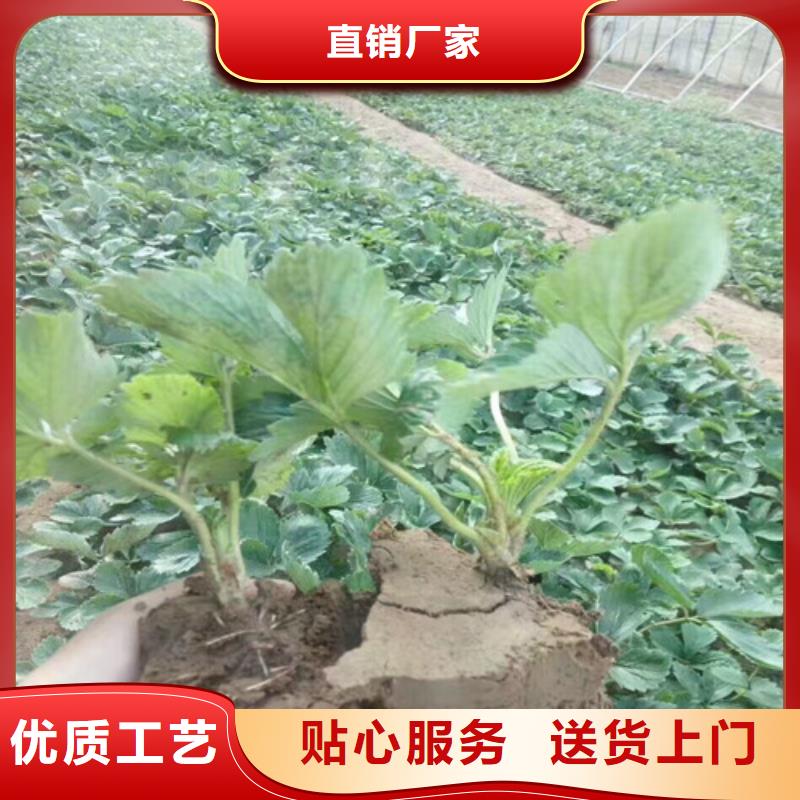 草莓苗蜂糖李子樹苗高品質(zhì)現(xiàn)貨銷售