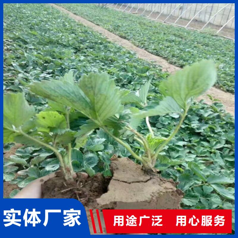 草莓苗,大棚草莓苗質(zhì)檢合格出廠