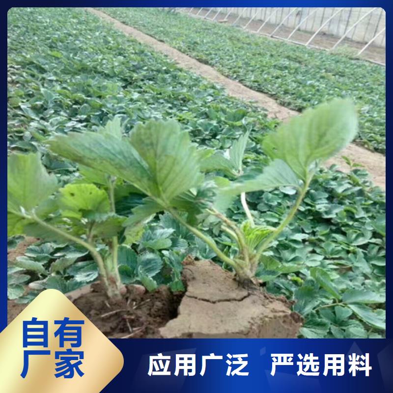 草莓苗桃树苗批发商