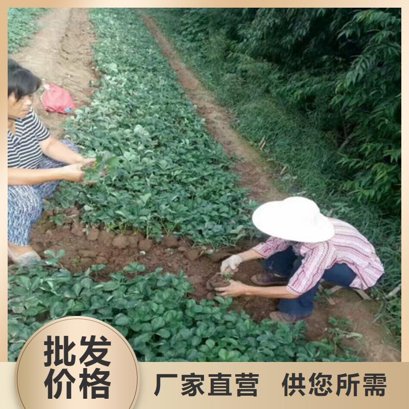 草莓苗葡萄苗基地服务至上