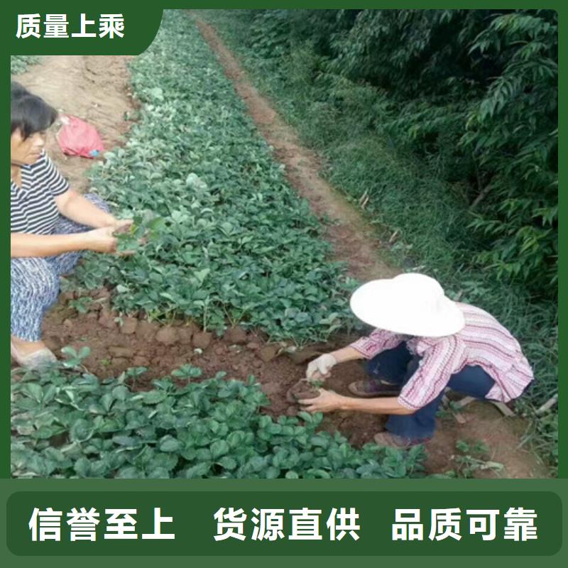 草莓苗-梨树苗基地实体厂家支持定制