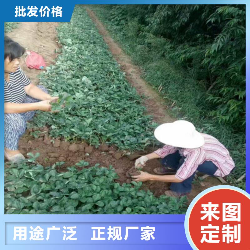 草莓苗软籽石榴树苗现货交易